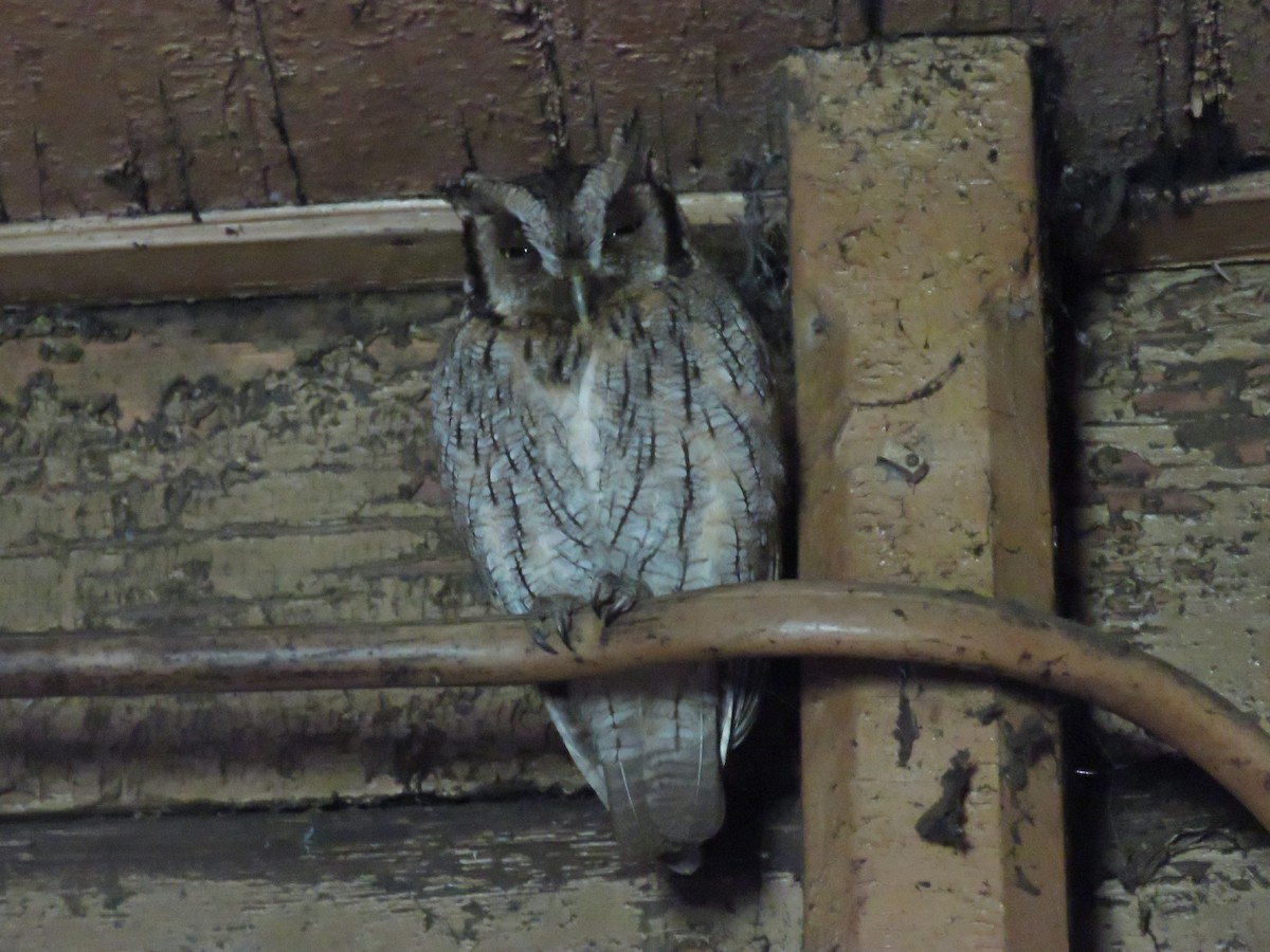 Tropical Screech-Owl - ML640446052