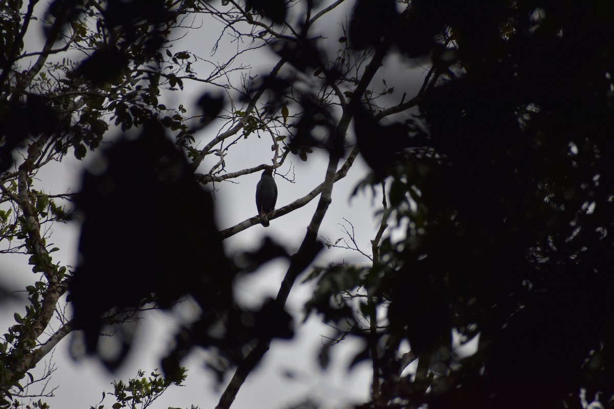 Slate-colored Hawk - ML640446076