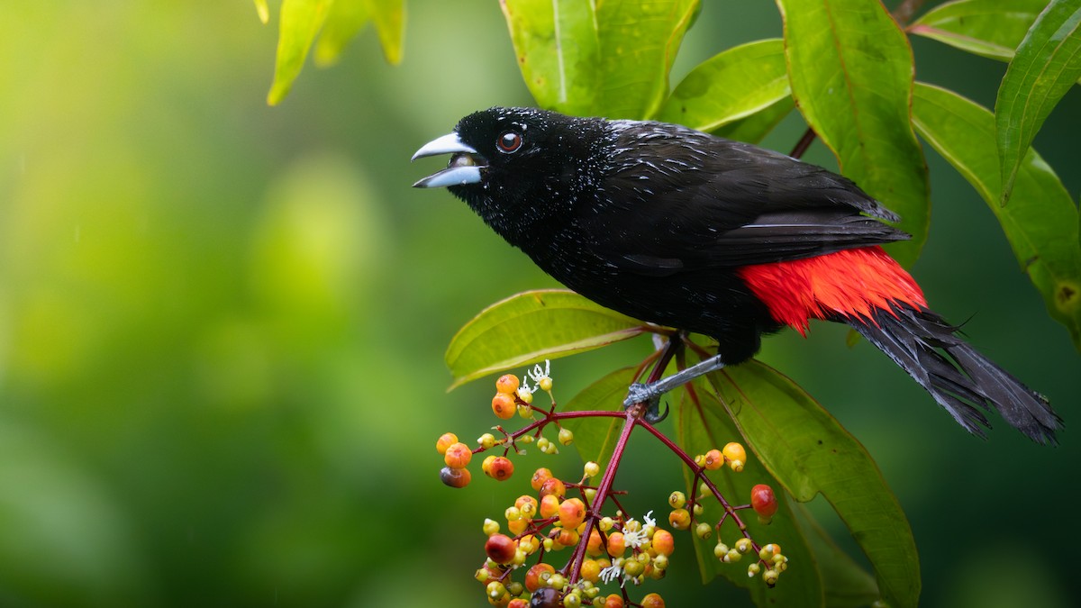 Scarlet-rumped Tanager - ML640446093
