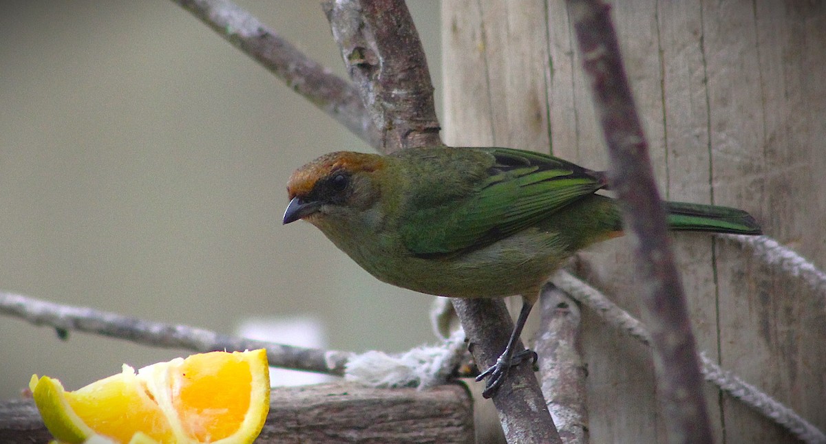 Black-backed Tanager - ML640446103