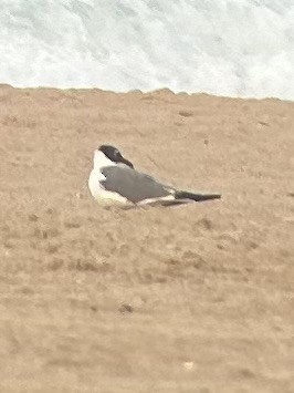 Laughing Gull - ML640446121