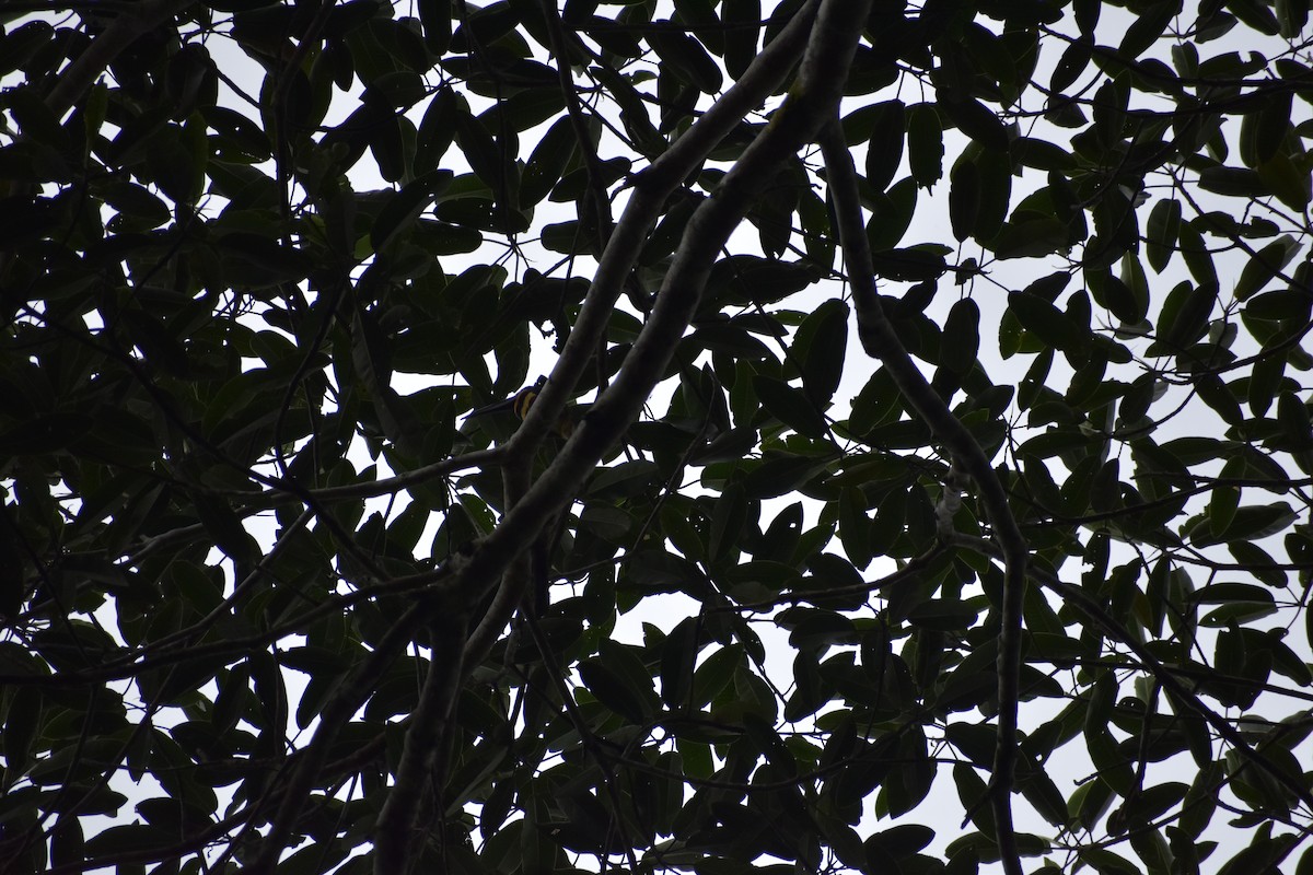 Many-banded Aracari - ML640446122