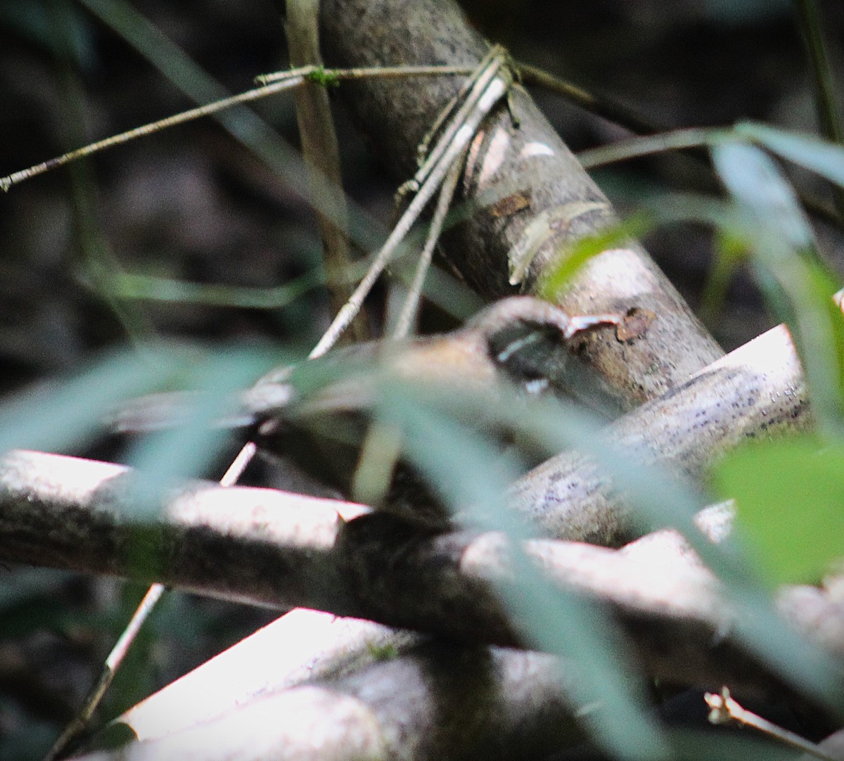 Sharp-tailed Streamcreeper - ML640446147
