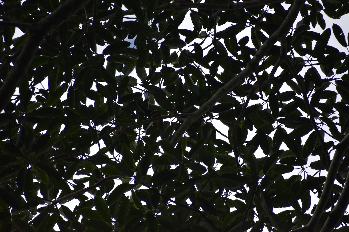 Many-banded Aracari - ML640446148