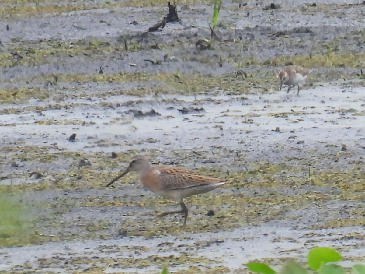 Short-billed Dowitcher - ML640446217