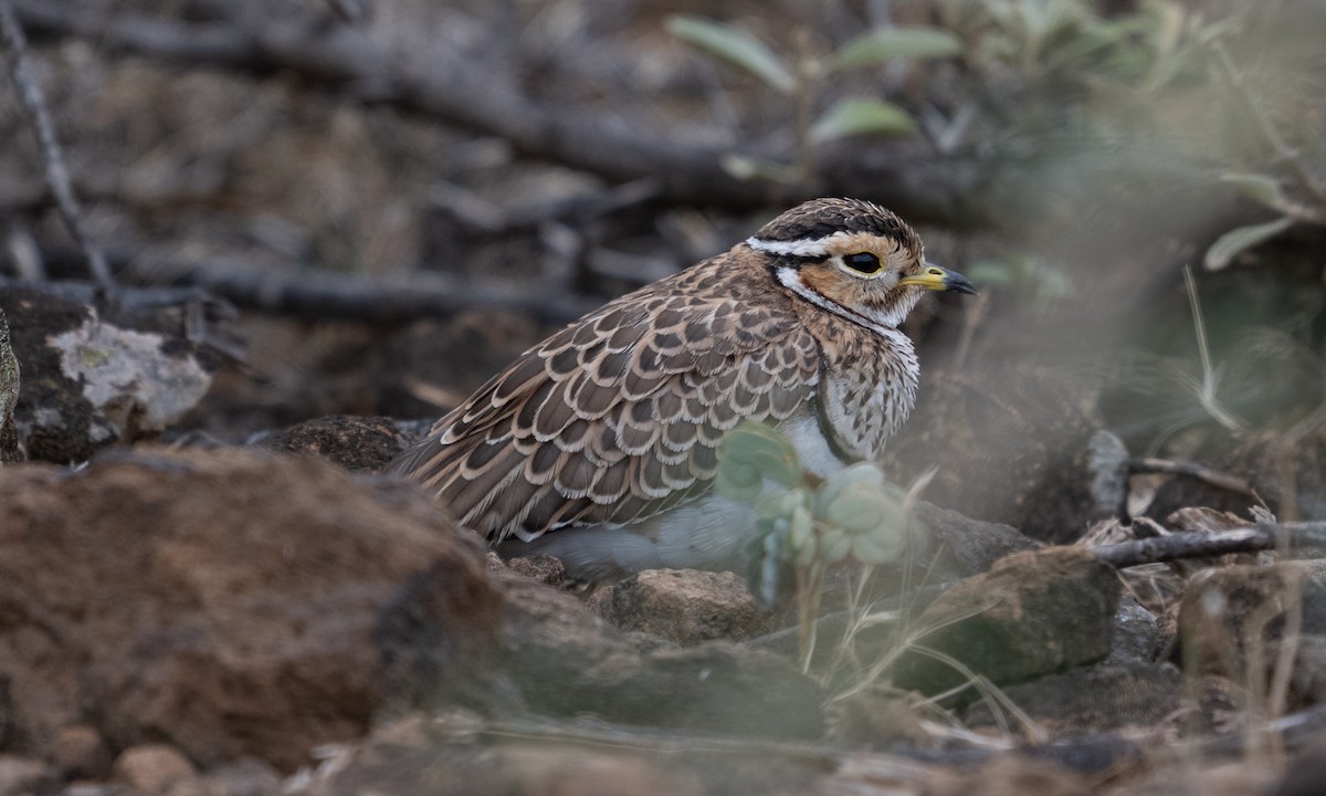 Bindenrennvogel - ML640446254
