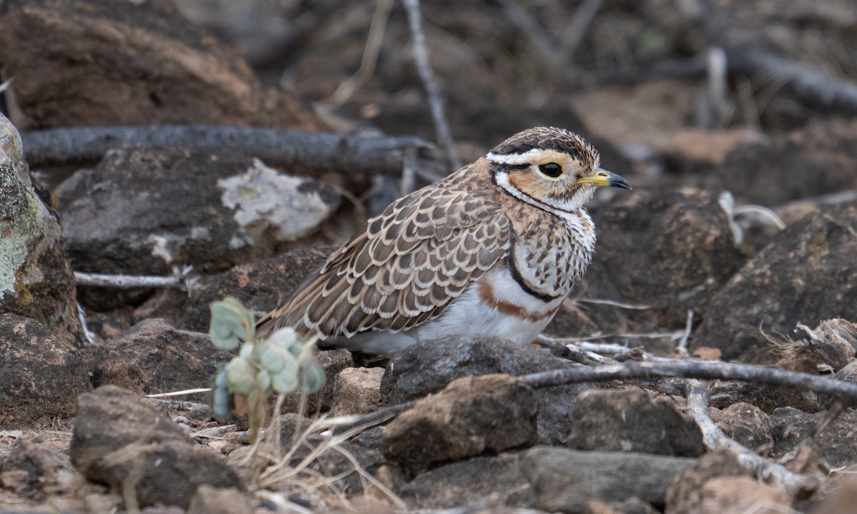 Bindenrennvogel - ML640446255