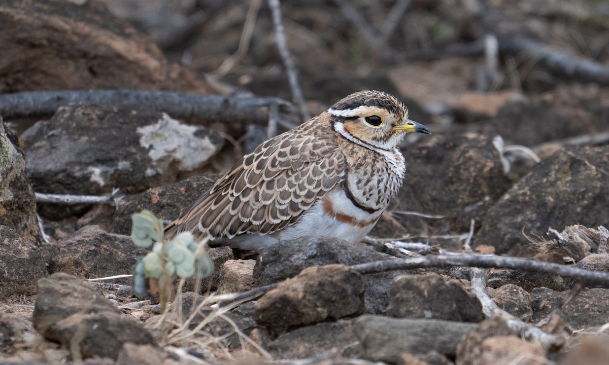 Bindenrennvogel - ML640446256