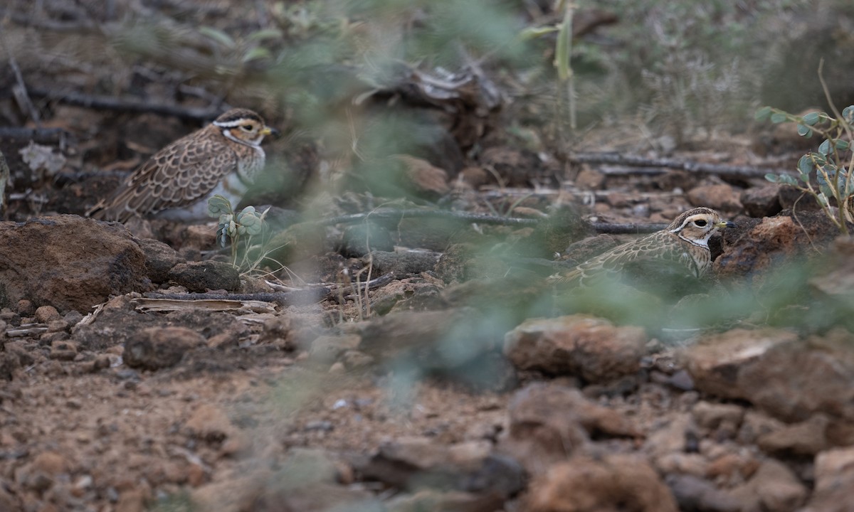 Bindenrennvogel - ML640446257