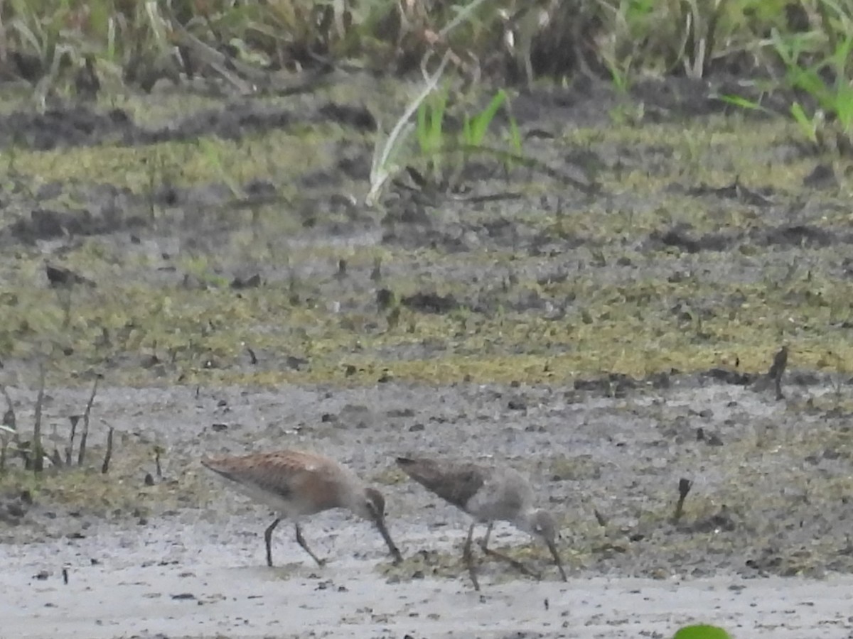 Short-billed Dowitcher - ML640446295