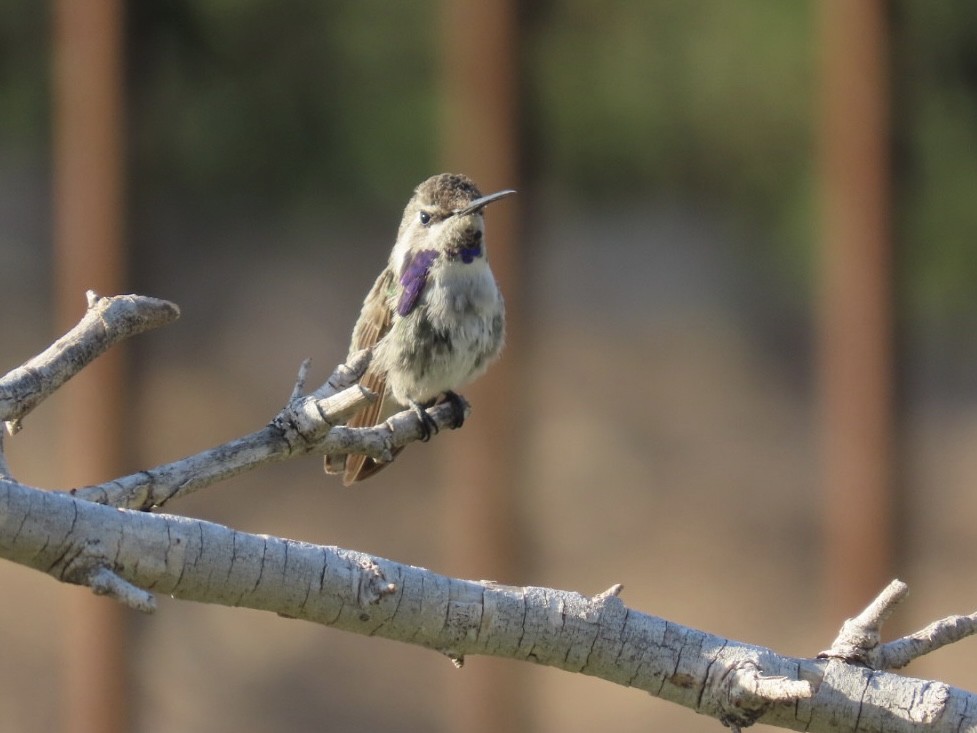 Costa's Hummingbird - ML640446336