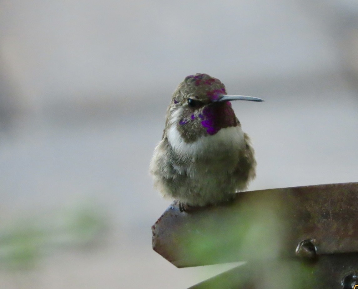 Costa's Hummingbird - ML640446337