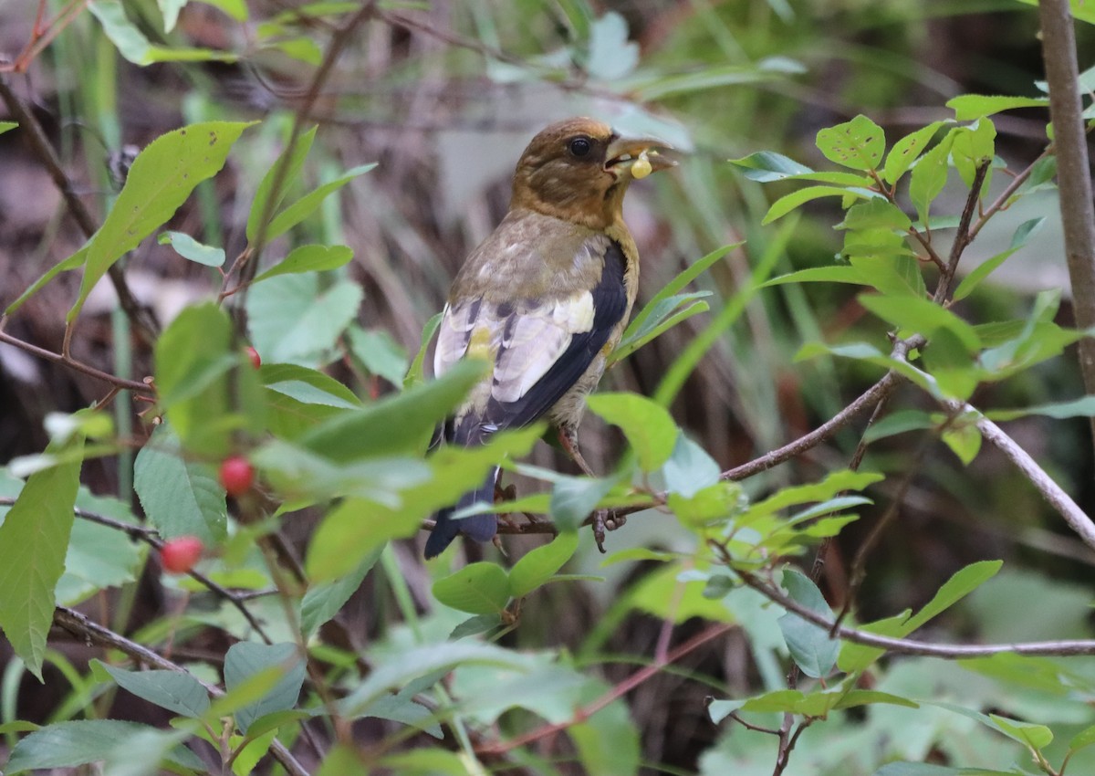 Evening Grosbeak - ML640446408