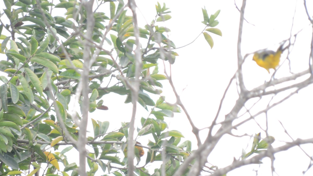 White-edged Oriole - ML640446409