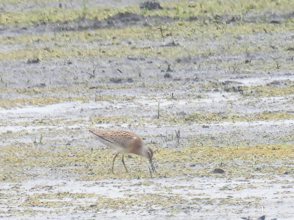 Short-billed Dowitcher - ML640446416