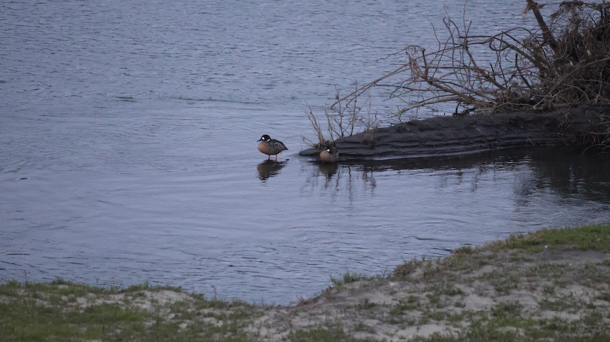 Spectacled Duck - ML640446472