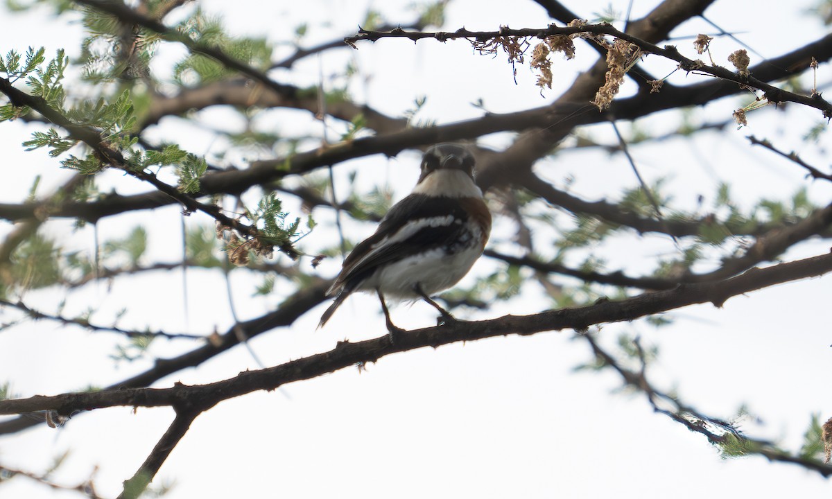 Pygmy Batis - ML640446507