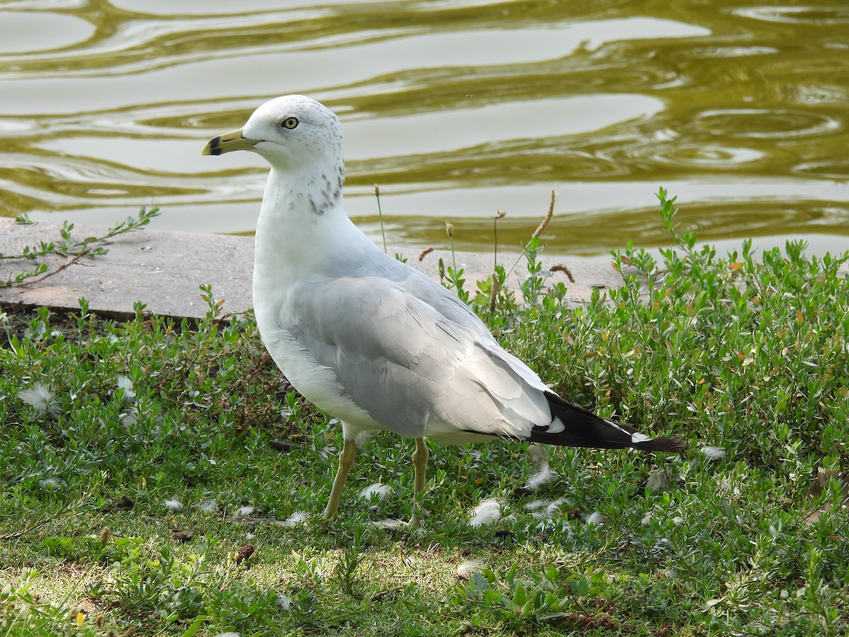 Ring-billed Gull - ML640446523