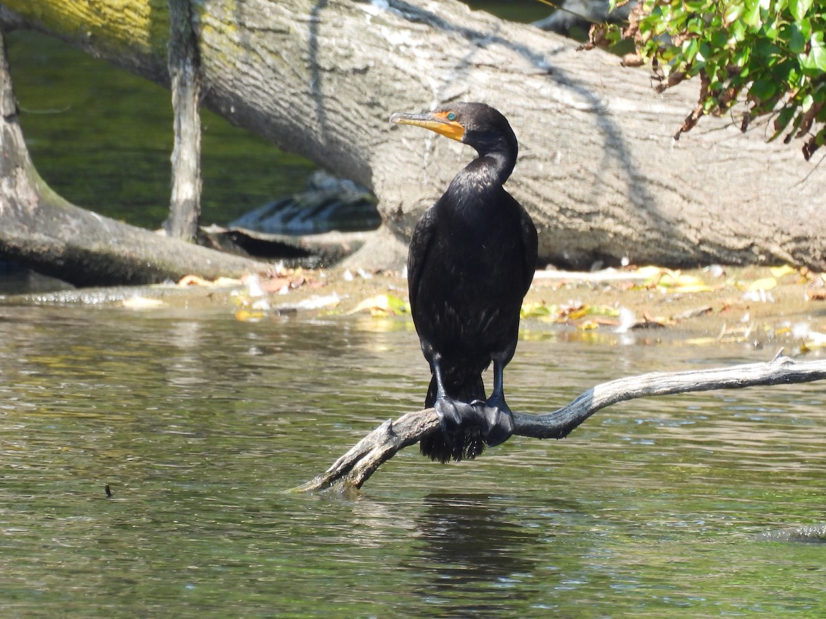 Double-crested Cormorant - ML640446528