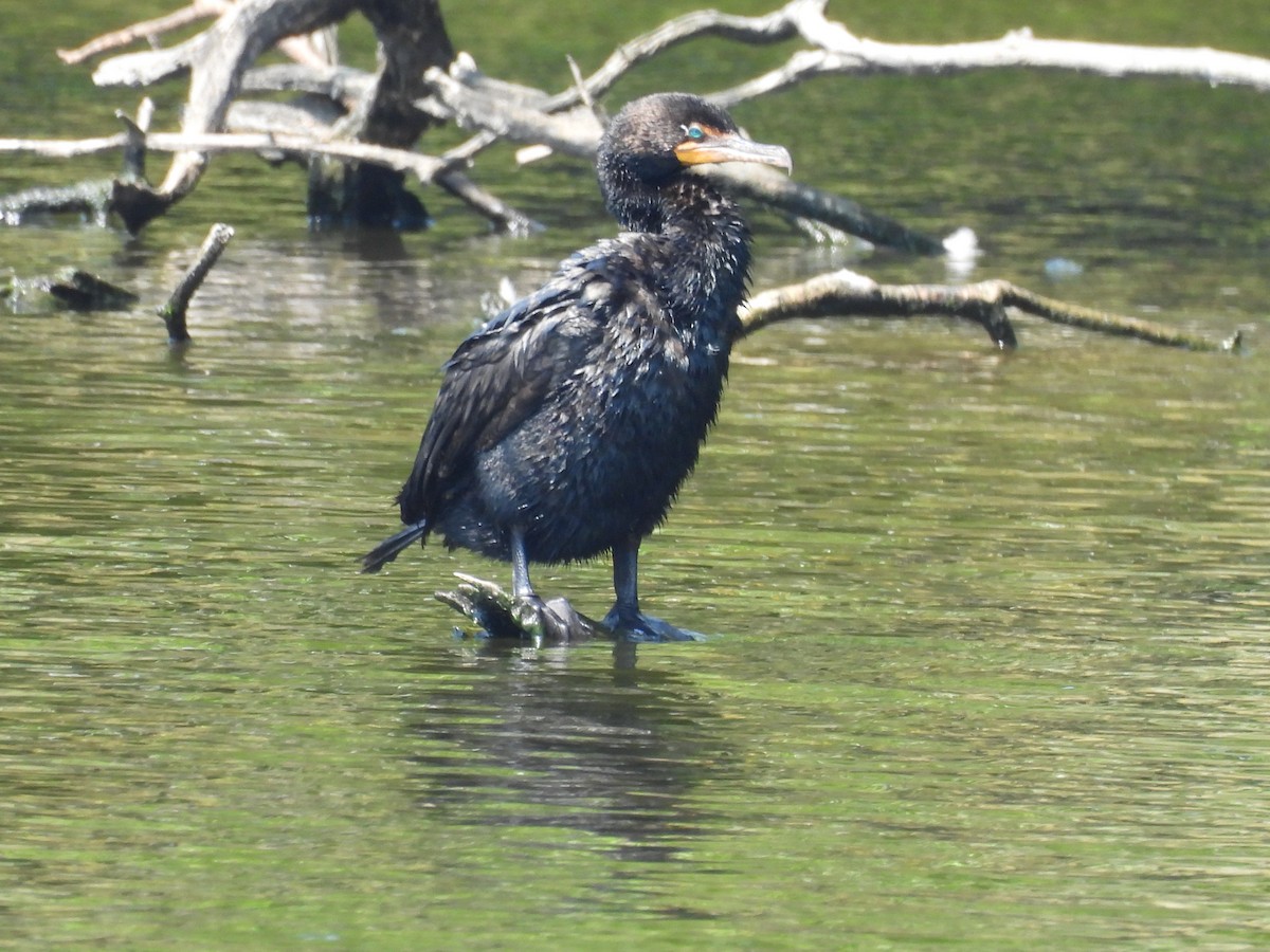 Double-crested Cormorant - ML640446531