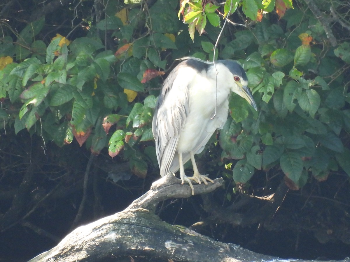 Black-crowned Night Heron - ML640446538