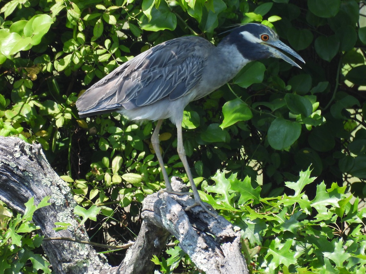 Yellow-crowned Night Heron - ML640446550