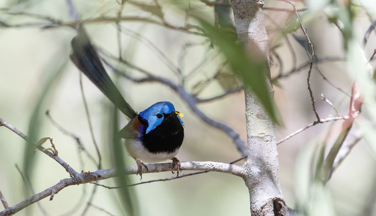 Variegated Fairywren - ML640446560