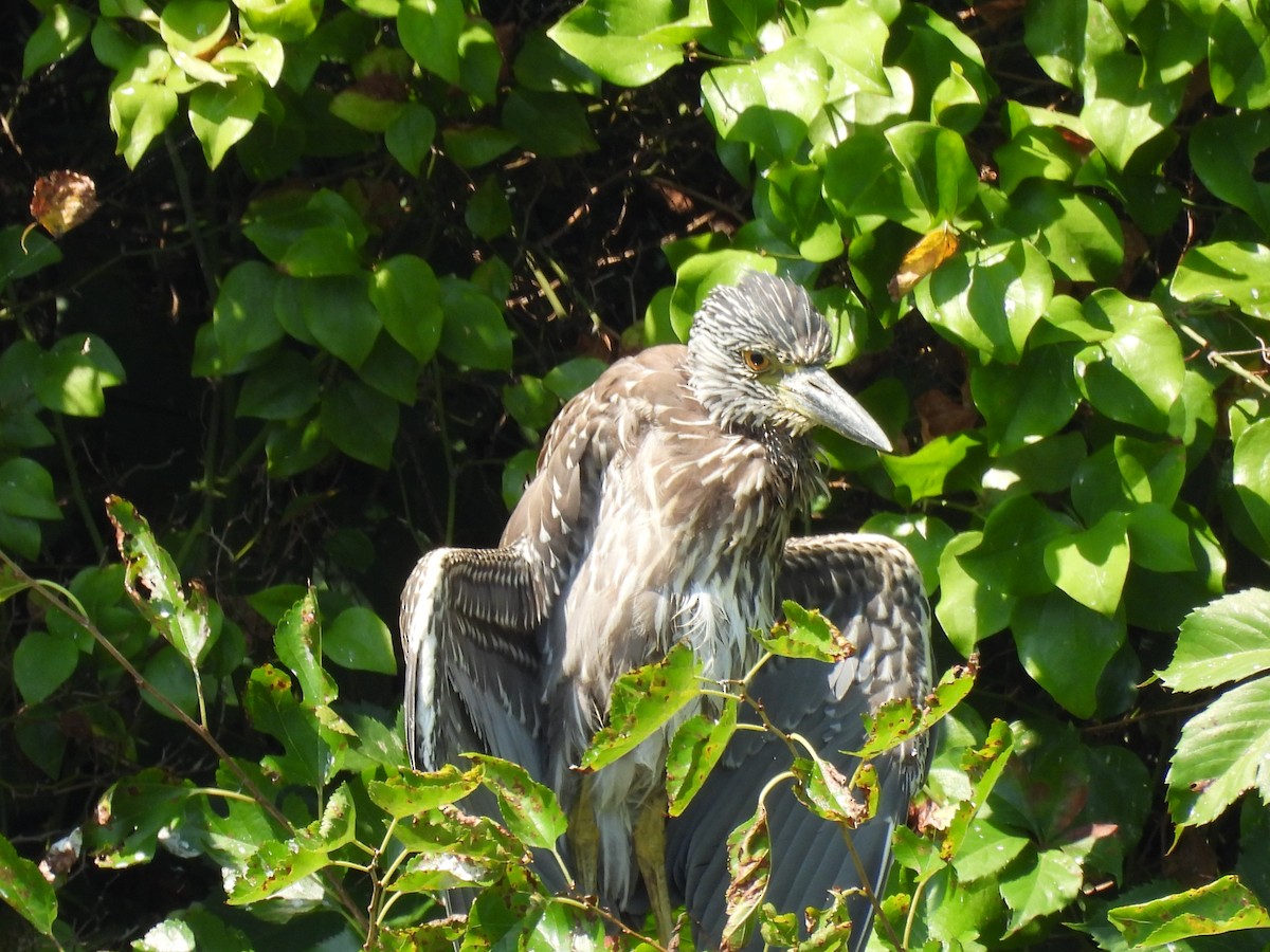 Yellow-crowned Night Heron - ML640446602