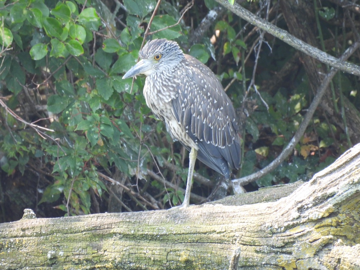Yellow-crowned Night Heron - ML640446606