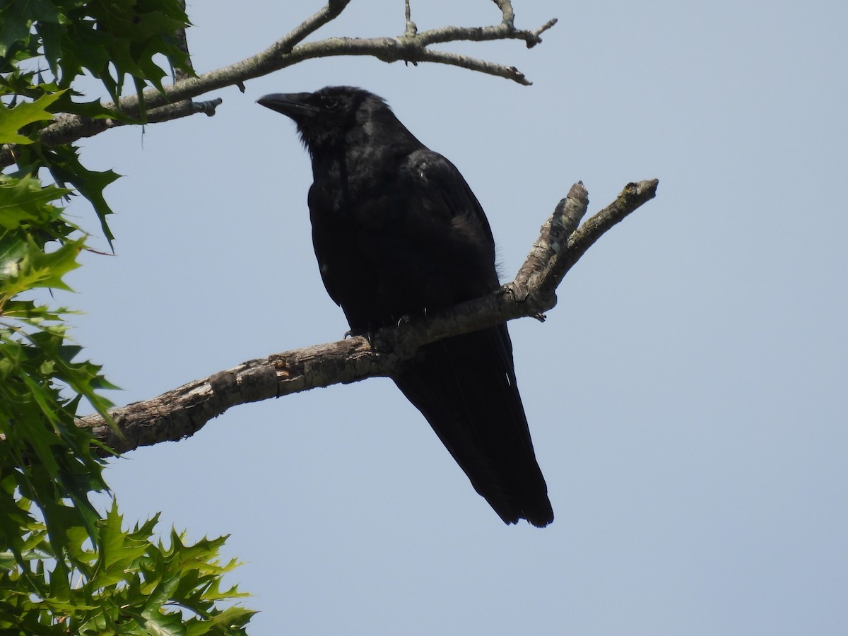 Fish Crow - ML640446612