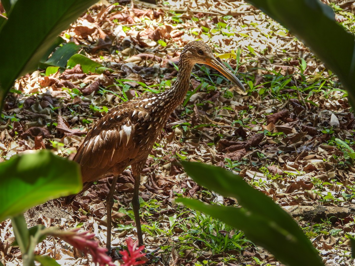 Limpkin - ML640446631