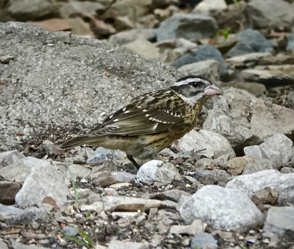 Rose-breasted Grosbeak - ML640446650