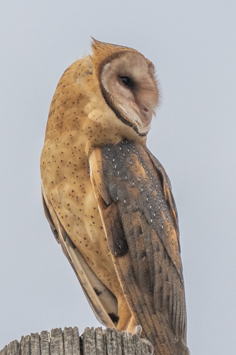 American Barn Owl - ML640446682