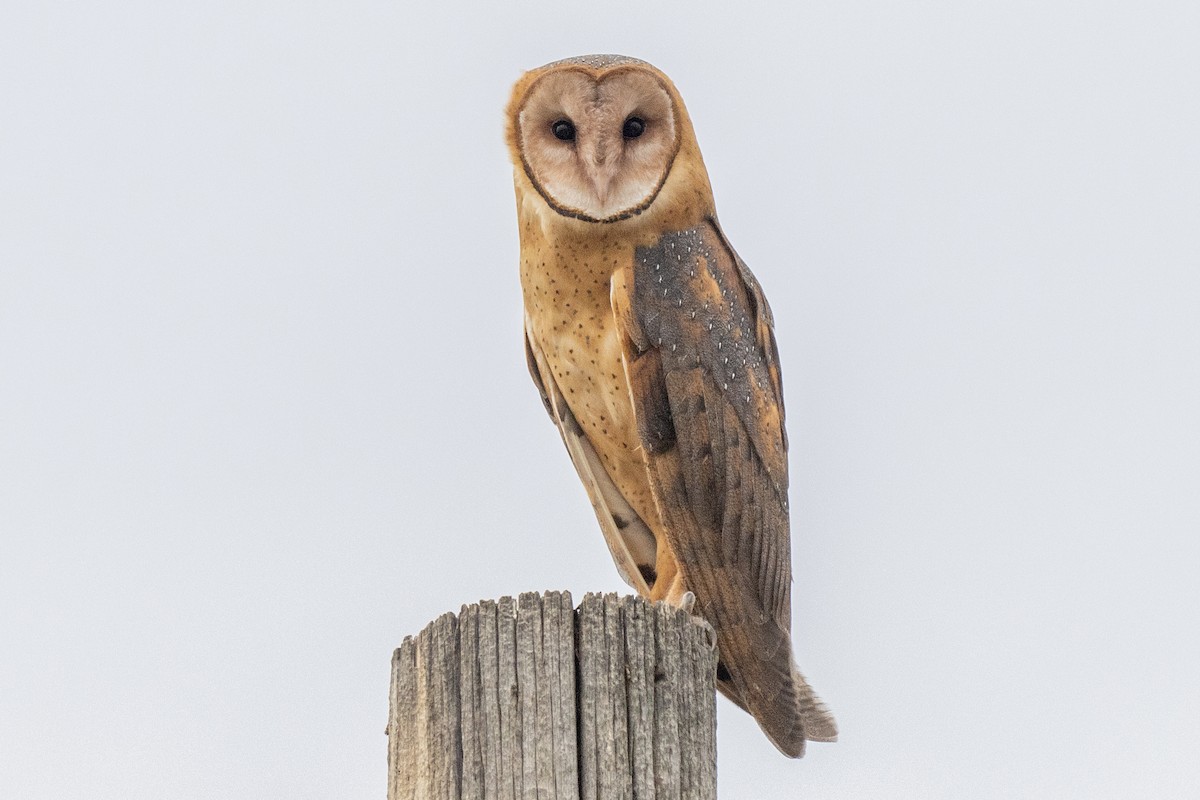 American Barn Owl - ML640446683
