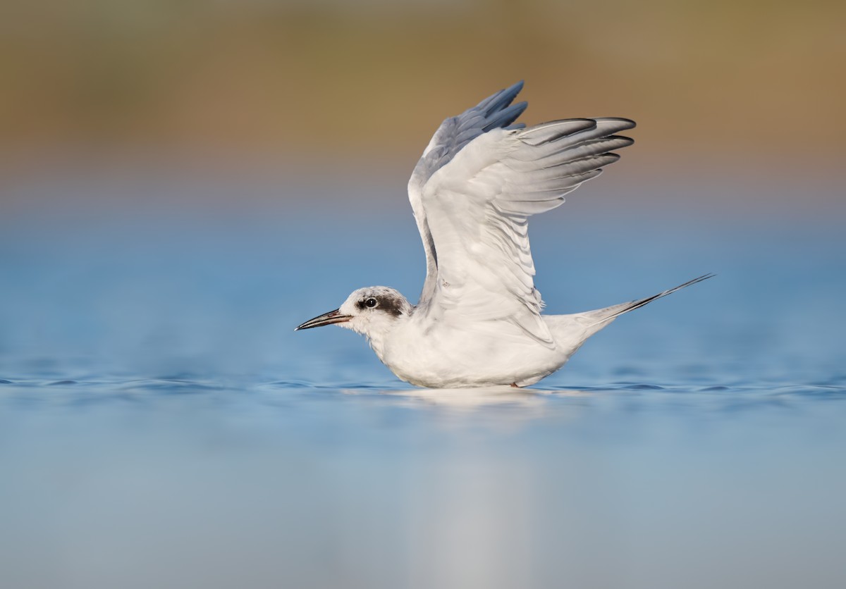 Forster's Tern - ML640446703
