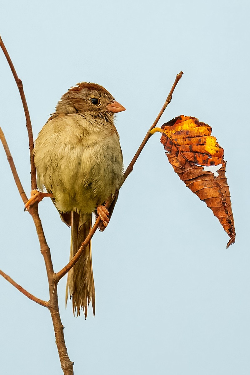 Field Sparrow - ML640446765