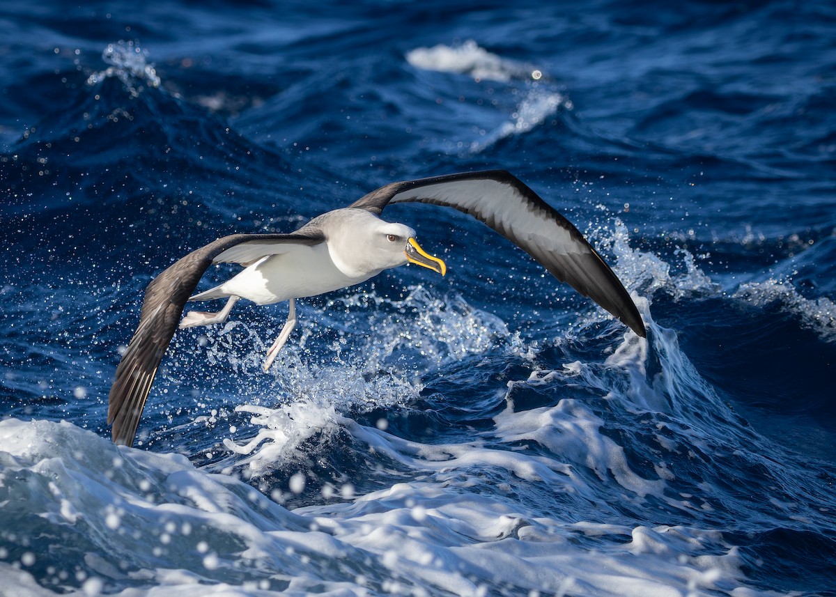 Buller Albatrosu - ML640446786