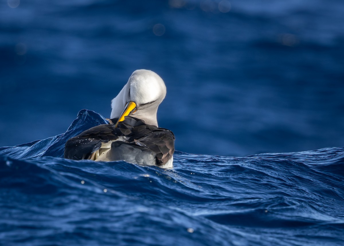 Buller Albatrosu - ML640446787