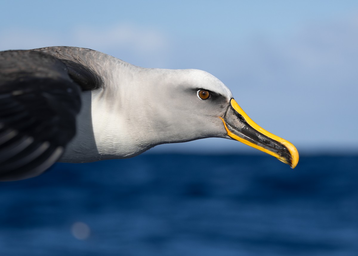 Buller Albatrosu - ML640446789