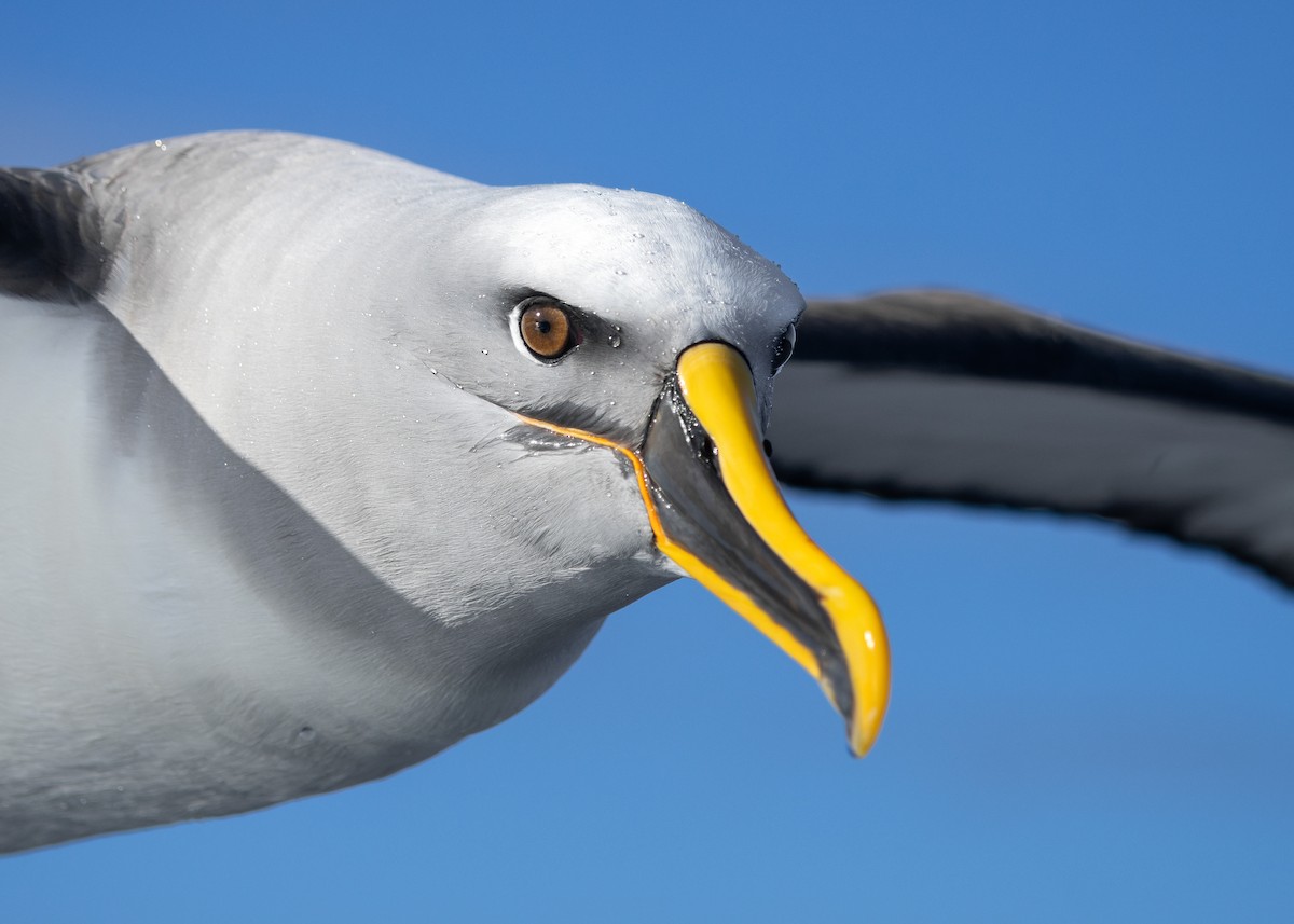 Buller Albatrosu - ML640446790