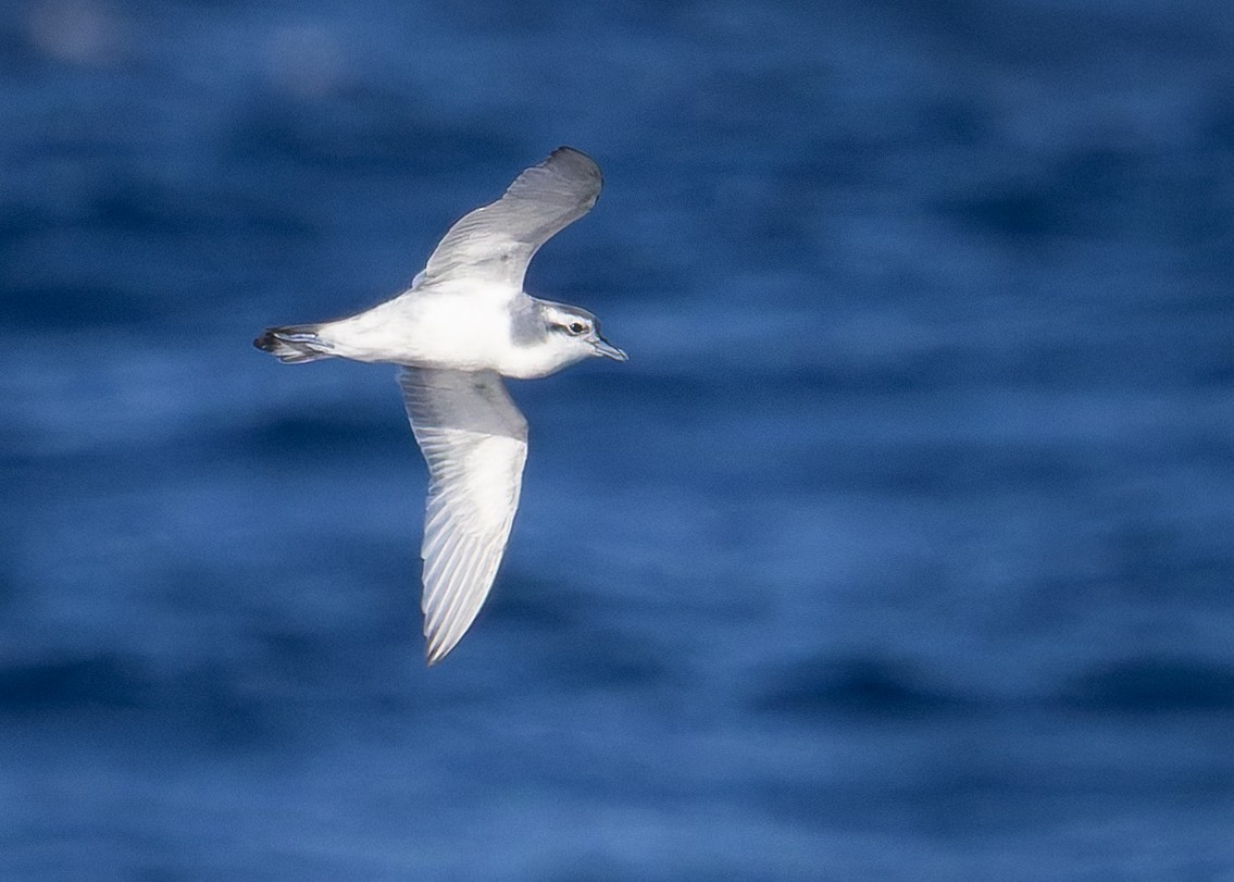 Slender-billed Prion - ML640446848