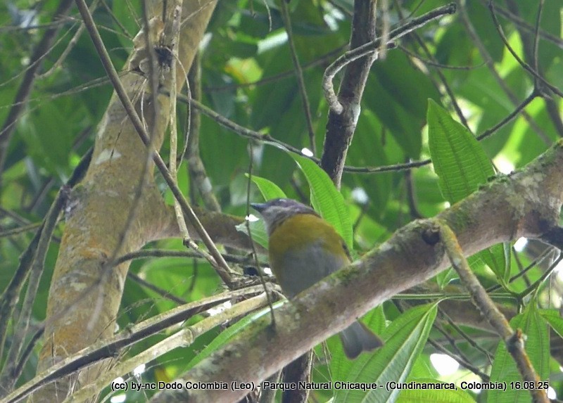 Ashy-throated Chlorospingus - ML640446849