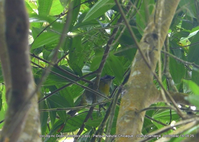 Ashy-throated Chlorospingus - ML640446850