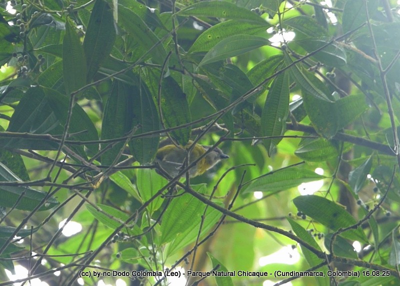 Ashy-throated Chlorospingus - ML640446851