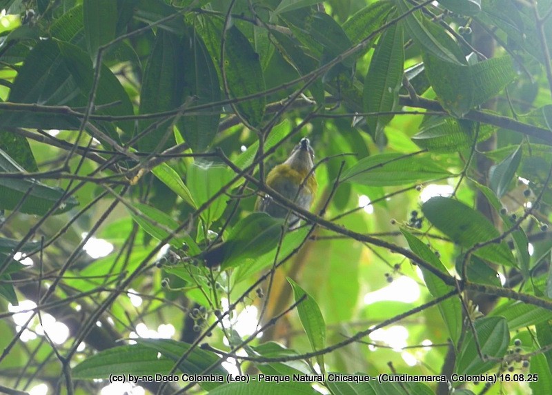 Ashy-throated Chlorospingus - ML640446852