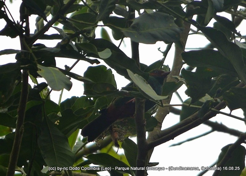 Grass-green Tanager - ML640446893