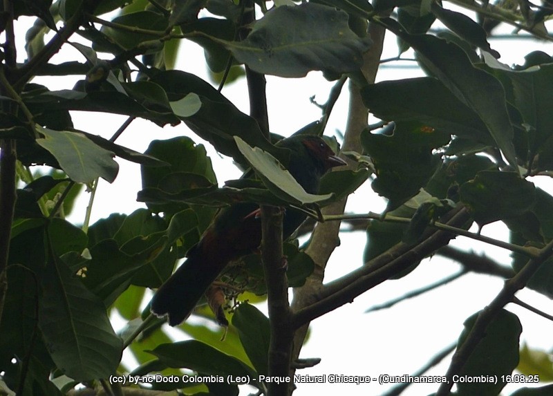 Grass-green Tanager - ML640446894