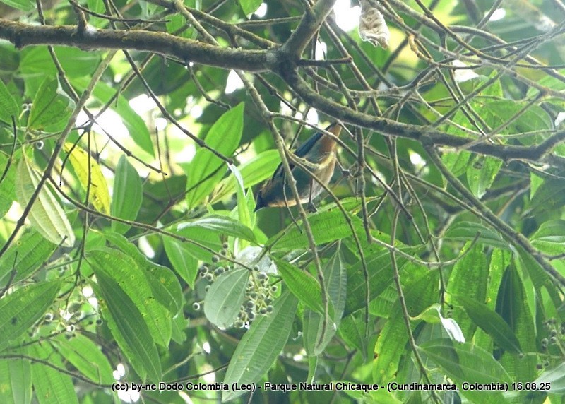 Metallic-green Tanager - ML640446930