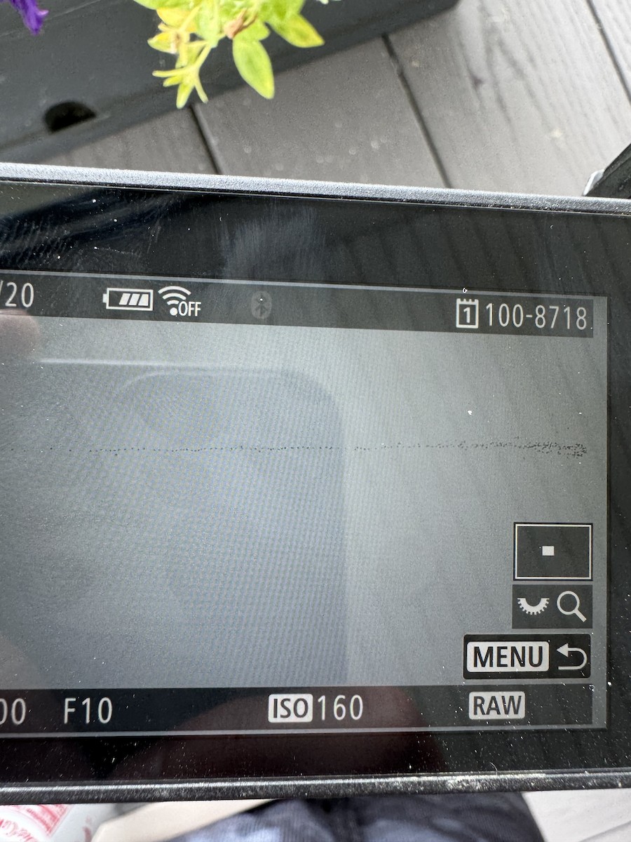 peep sp. - ML640446931