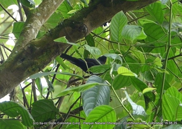 Capped Conebill - ML640446947